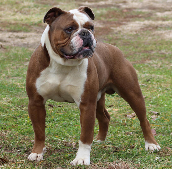 English Bulldog