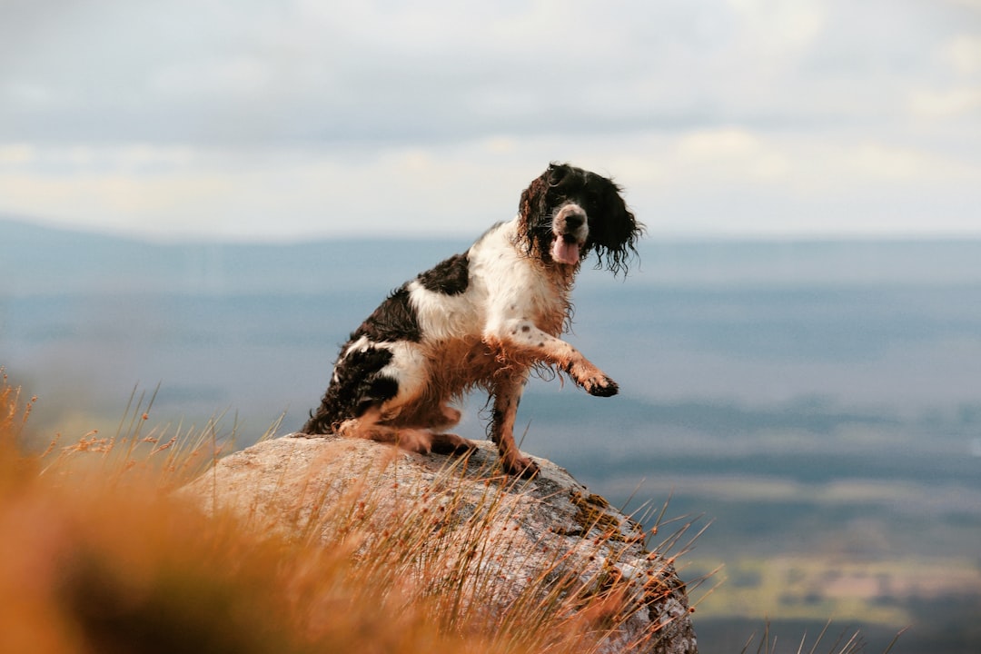 English Springer Spaniel