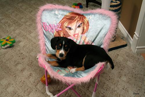 Entlebucher