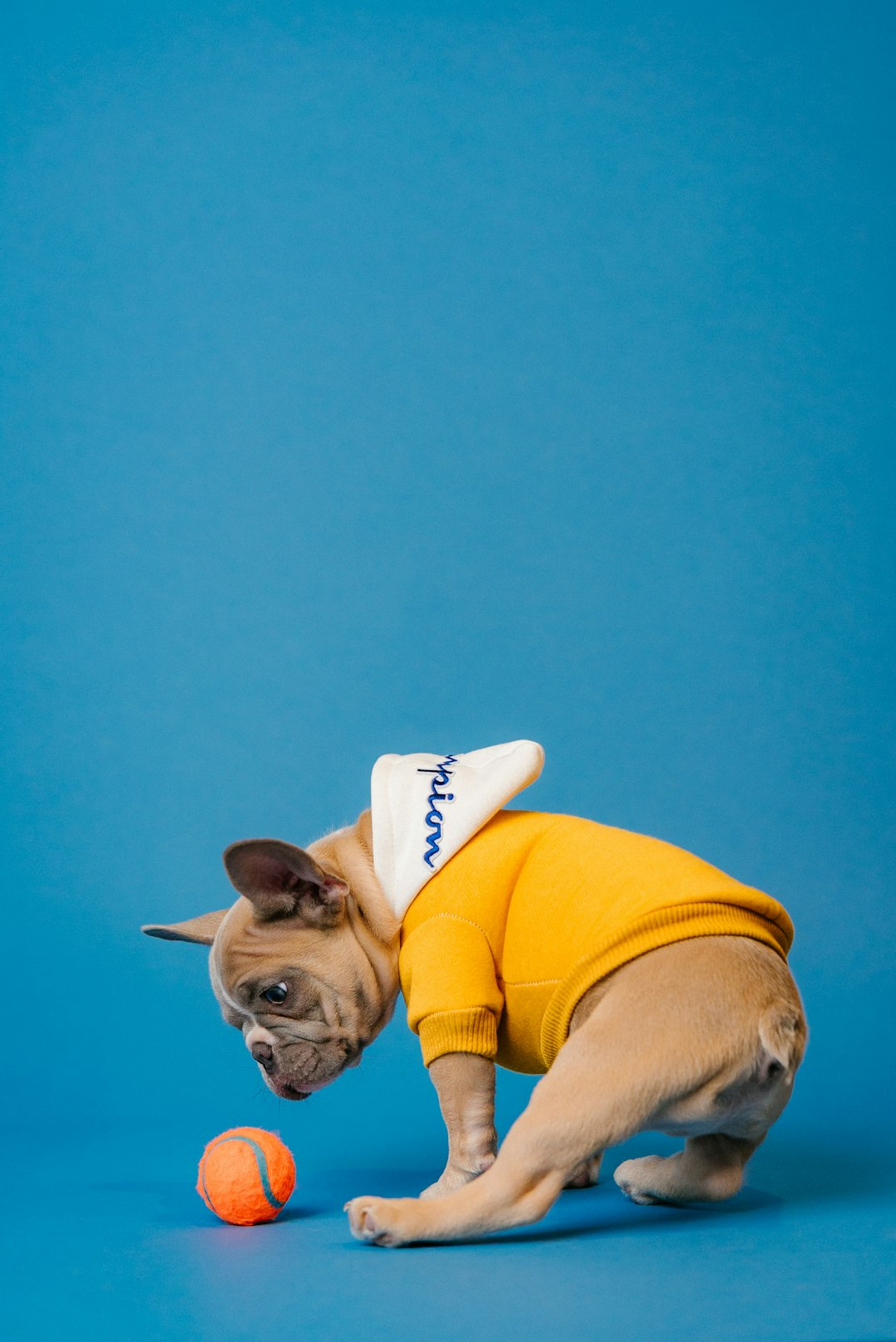 French Bulldog