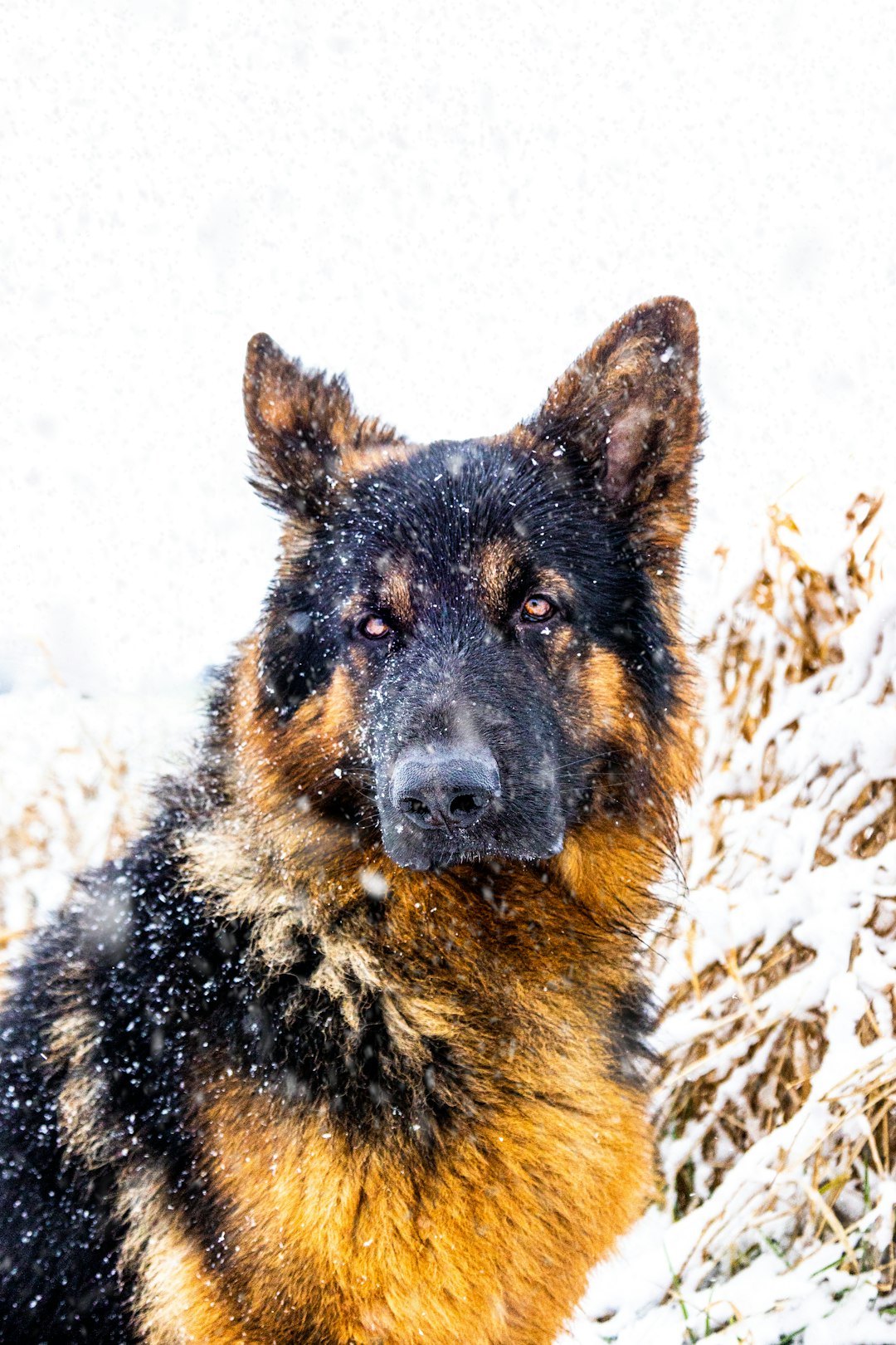German Shepherd