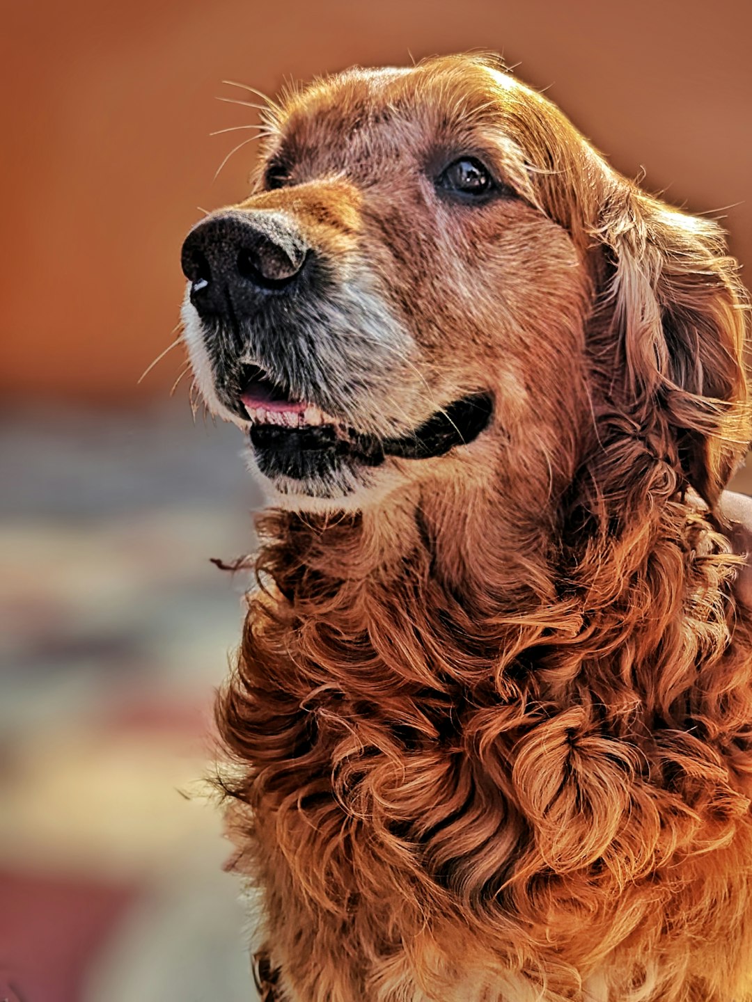 German Shorthaired Pointer
