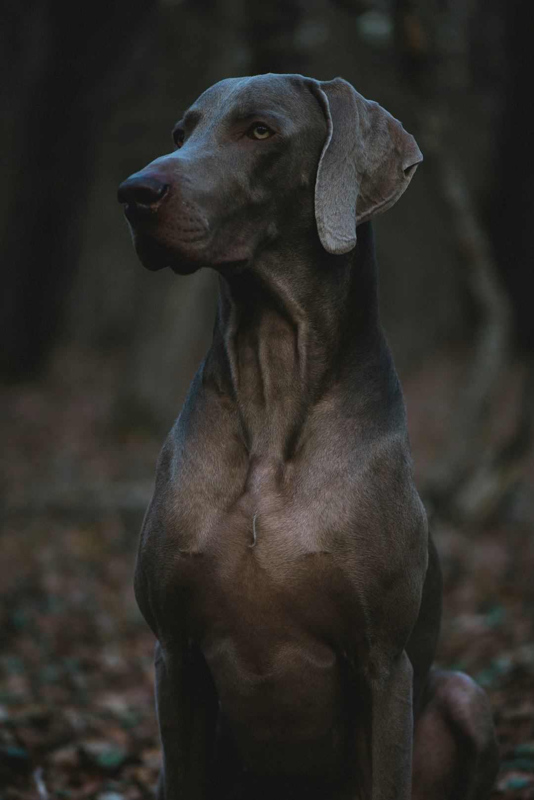 Great Dane