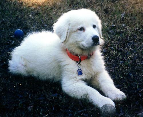Great Pyrenees