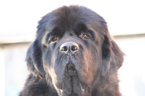 Kangal Dog