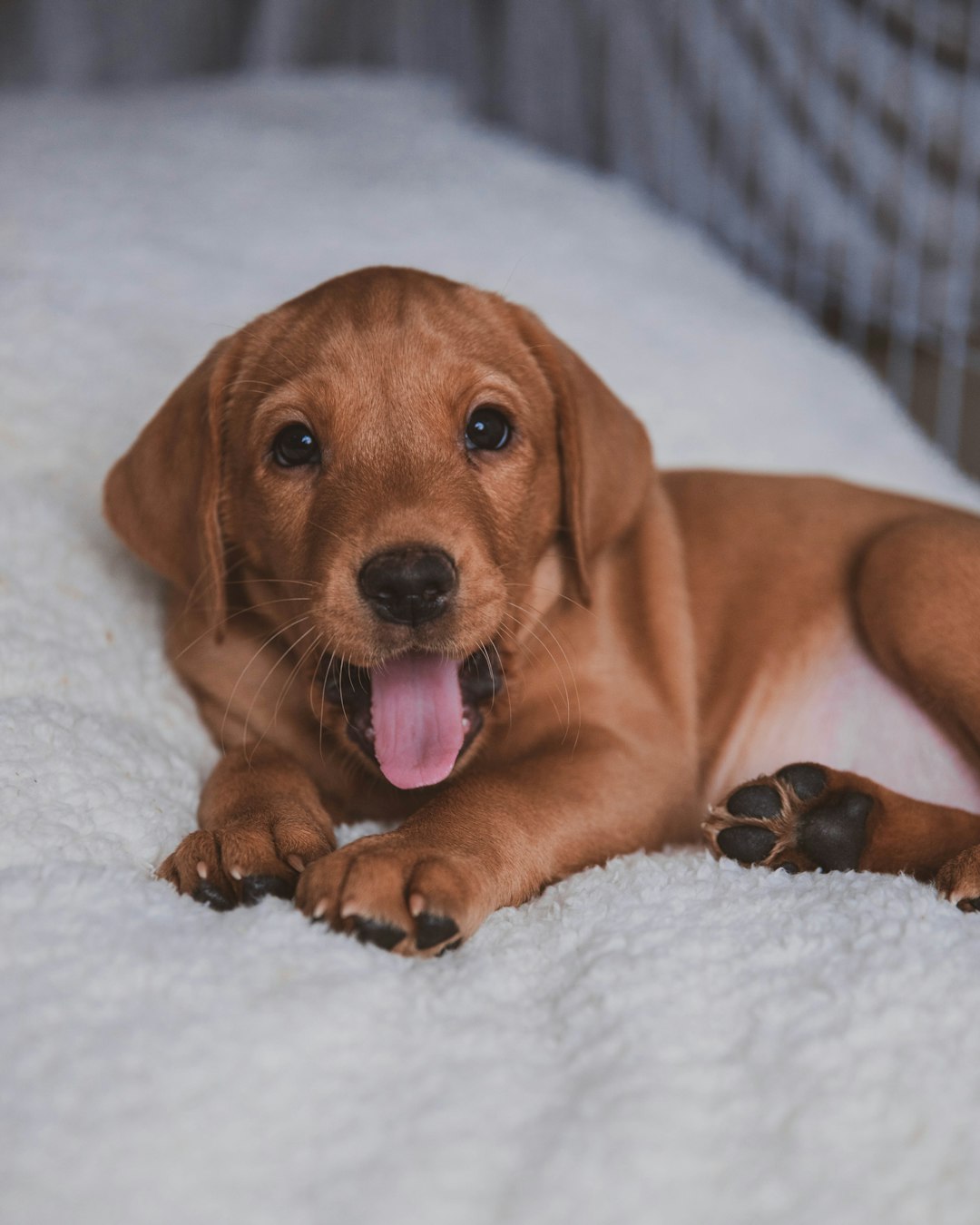 Labrador Retriever