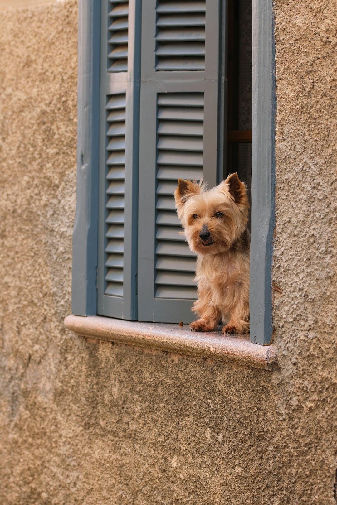 Maltese