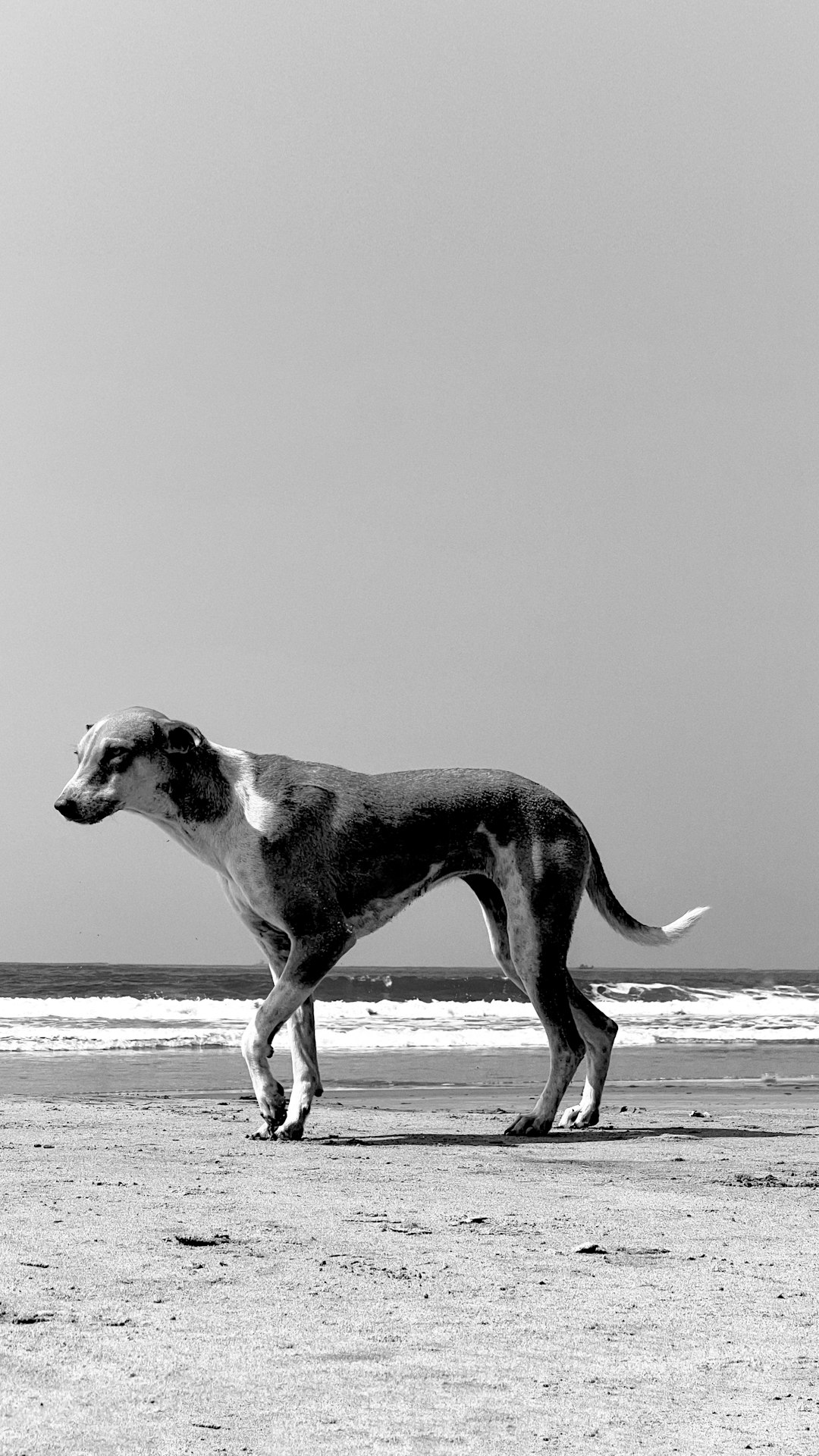 Pointer
