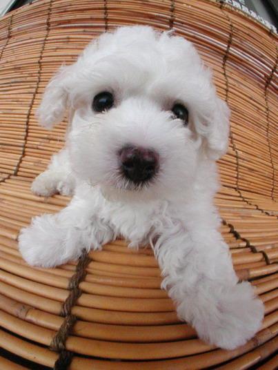 Poodle (Standard)