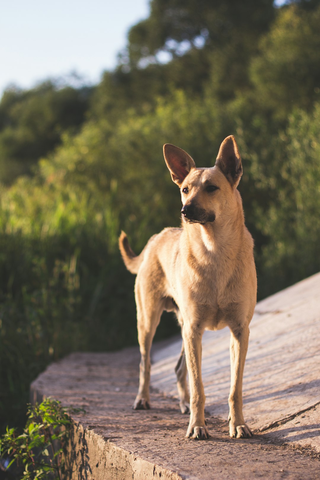 Rhodesian Ridgeback