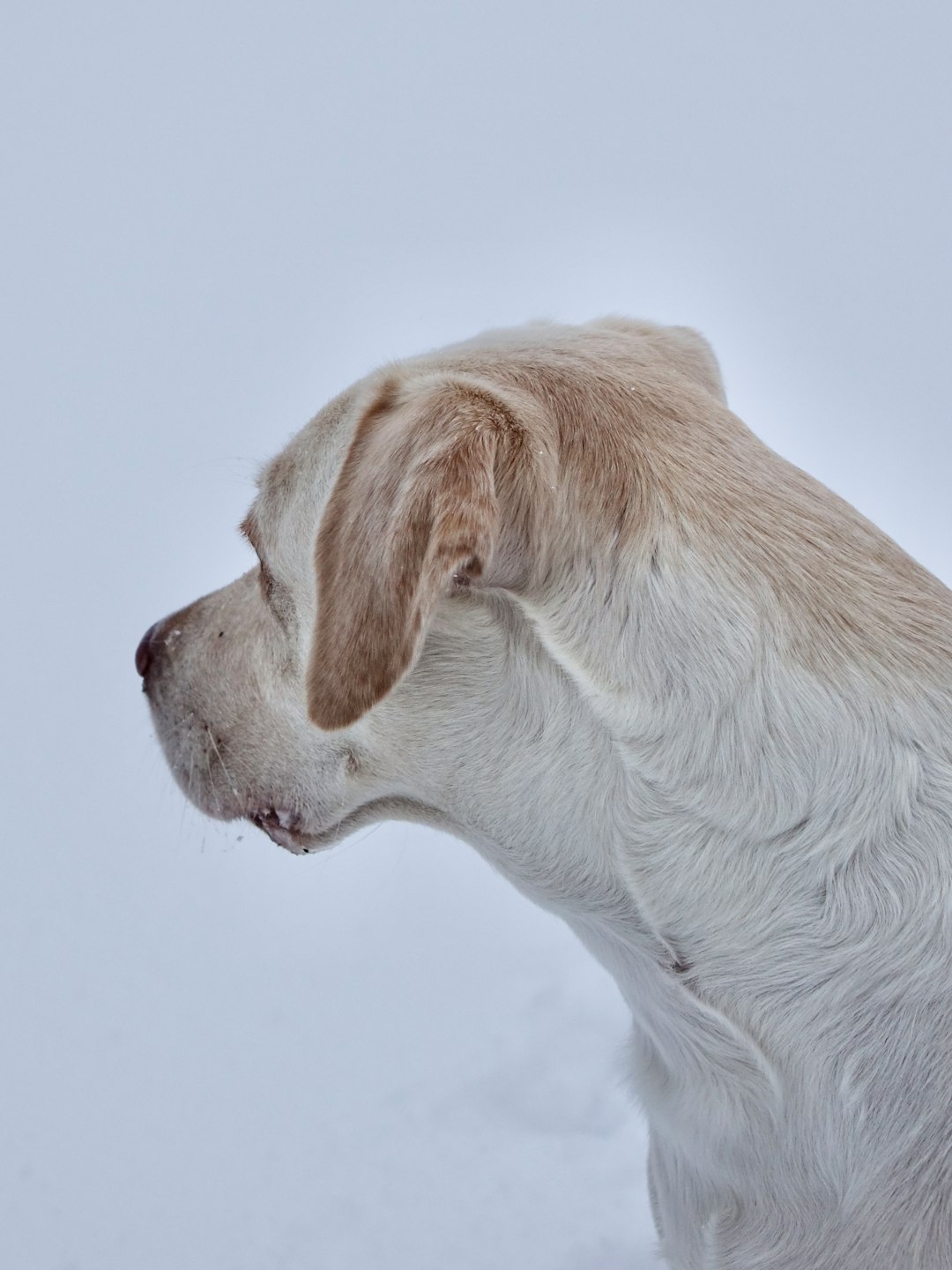 Saint Bernard