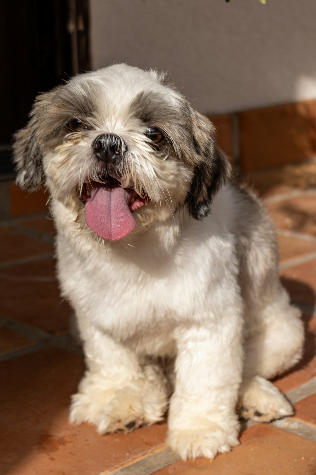 Shih Tzu