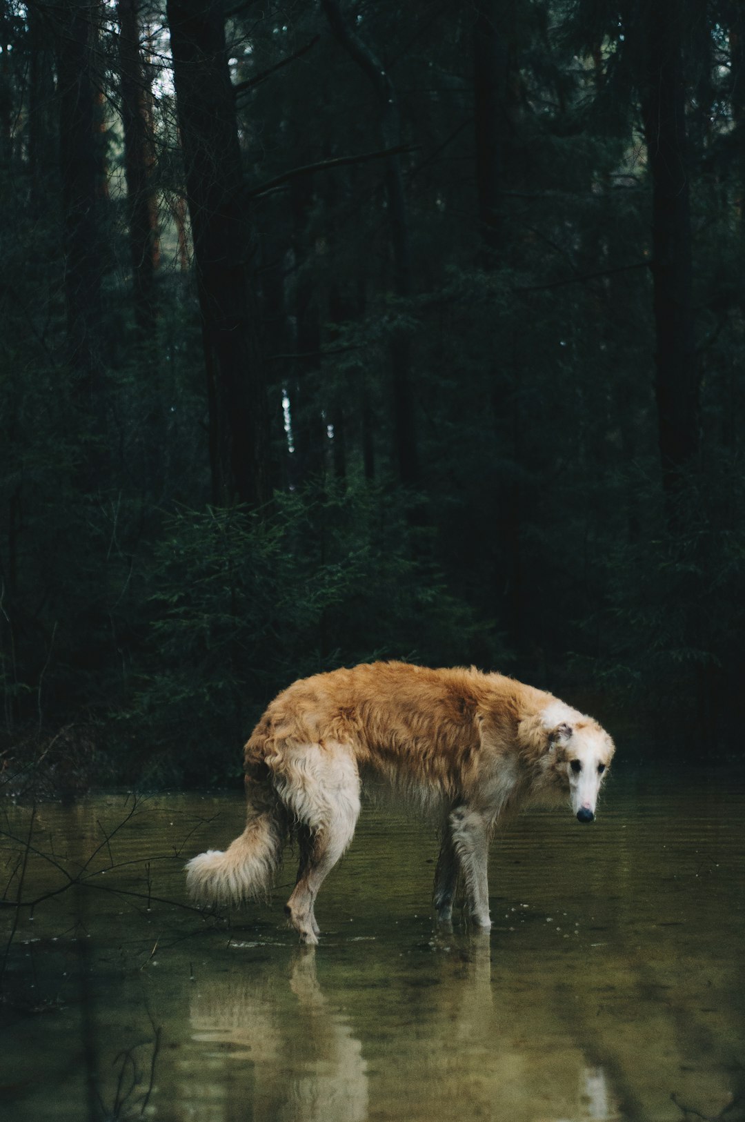 Siberian Husky