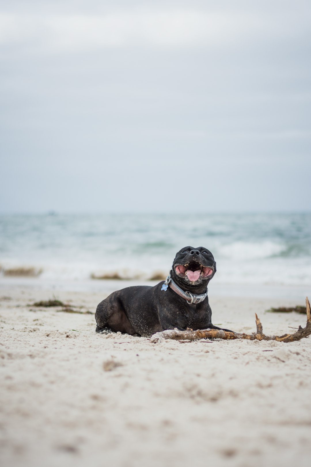 Staffordshire Bull Terrier