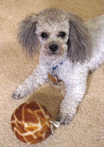 Poodle