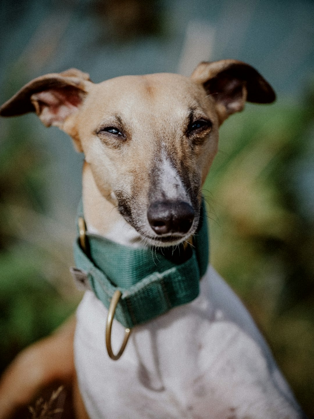 Whippet